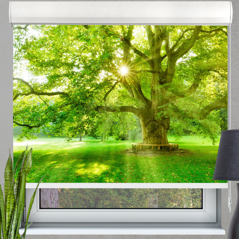 Kassettenrollo mit Motiv: Platanenbaum