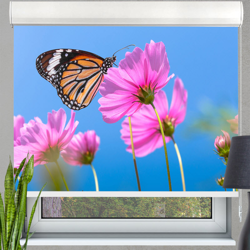 Kassettenrollo mit Motiv: Schmetterling auf Kosmosblume