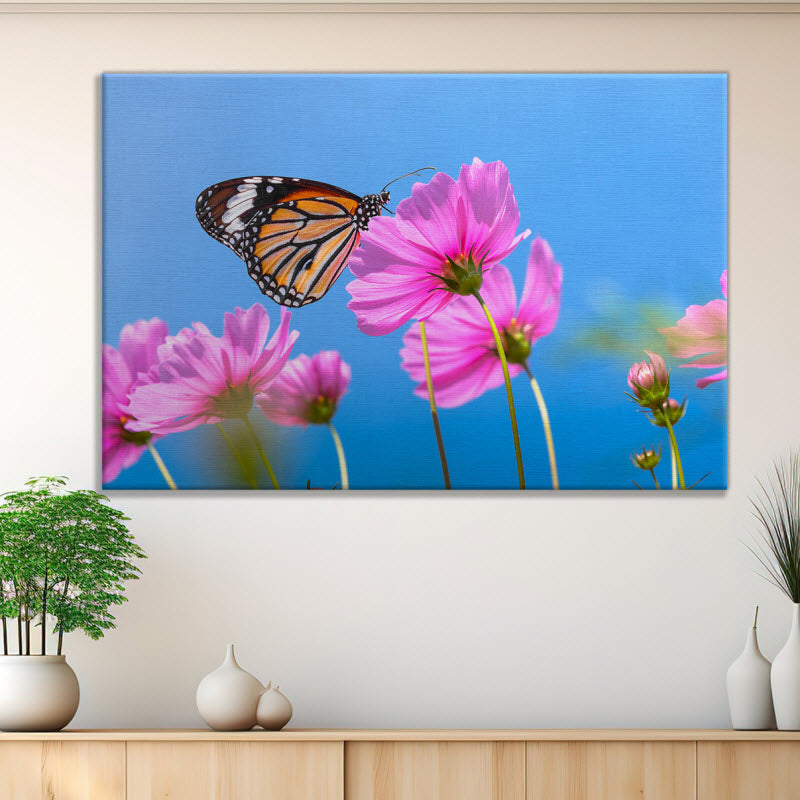 Leinwand mit Motiv: Schmetterling auf Kosmosblume