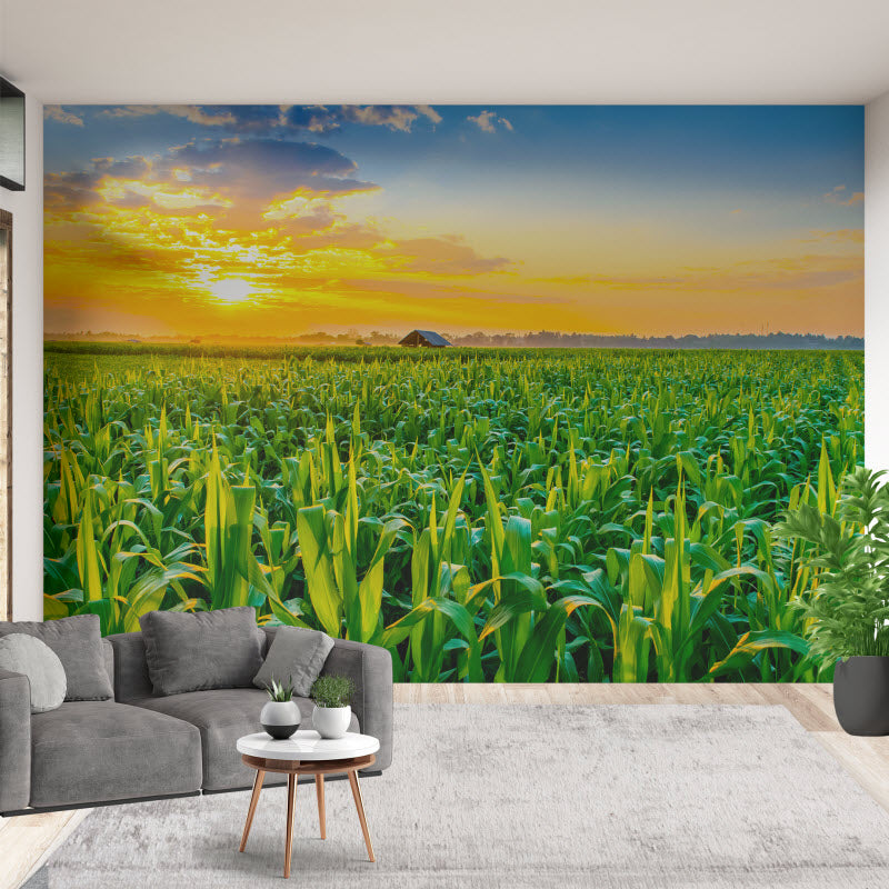 Tapete mit Motiv: Maisfeld mit Sonnenuntergang