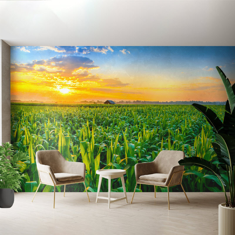 Tapete mit Motiv: Maisfeld mit Sonnenuntergang