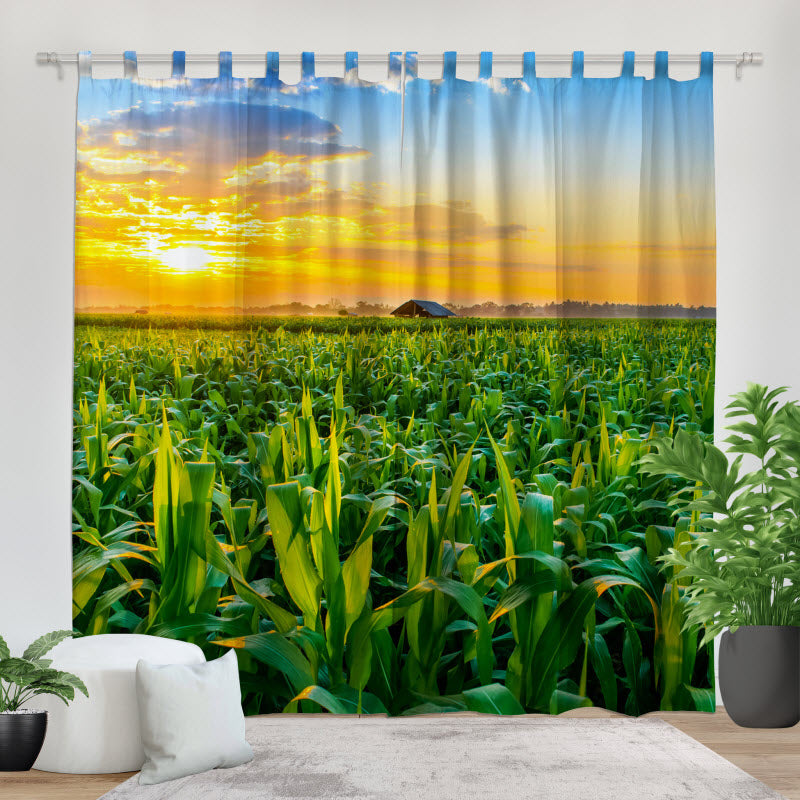 Fotovorhang: Maisfeld mit Sonnenuntergang