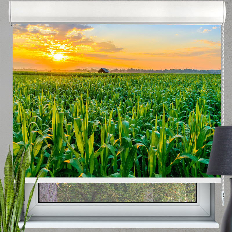 Kassettenrollo mit Motiv: Maisfeld mit Sonnenuntergang