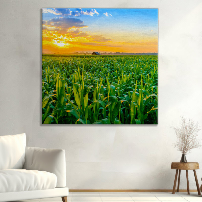Leinwand mit Motiv: Maisfeld mit Sonnenuntergang