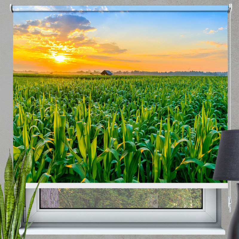 Rollo mit Motiv: Maisfeld mit Sonnenuntergang