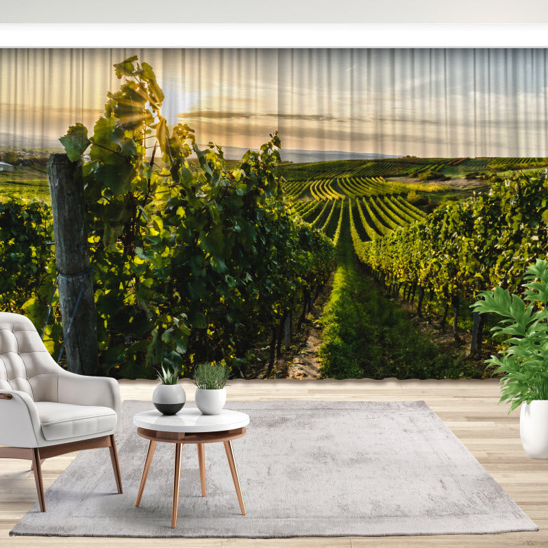 Fotovorhang: Weinberg