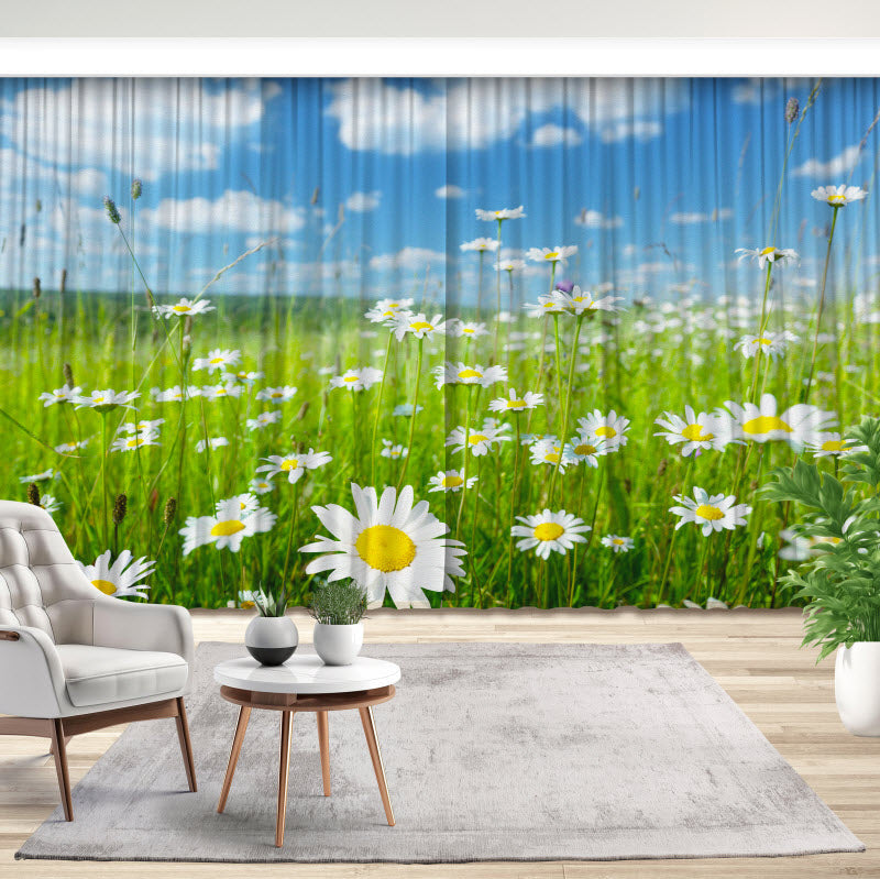 Fotovorhang: Gänseblühmchenwiese