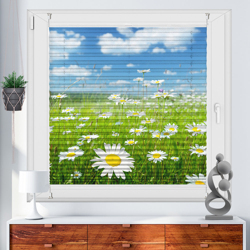 Foto Plissee "Gänseblühmchenwiese"