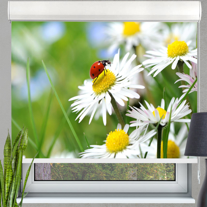 Kassettenrollo mit Motiv: Marienkäfer auf Gänseblümchen