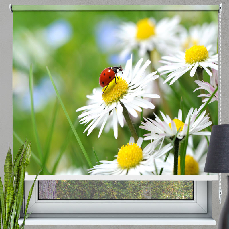 Rollo mit Motiv: Marienkäfer auf Gänseblümchen