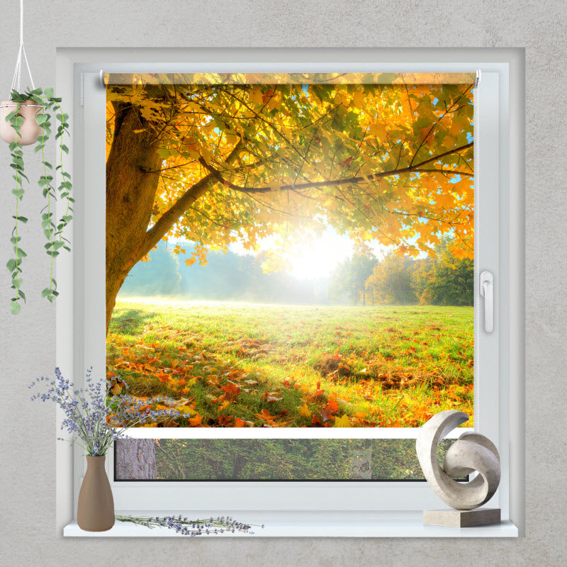 Klemmfix Rollo mit Motiv: Herbstlicher Wald mit Sonnenschein