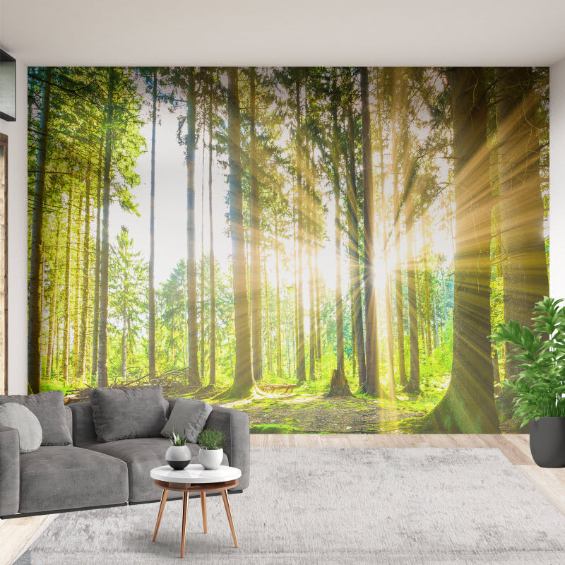 Tapete mit Motiv: Sonne strahlt durch den Wald