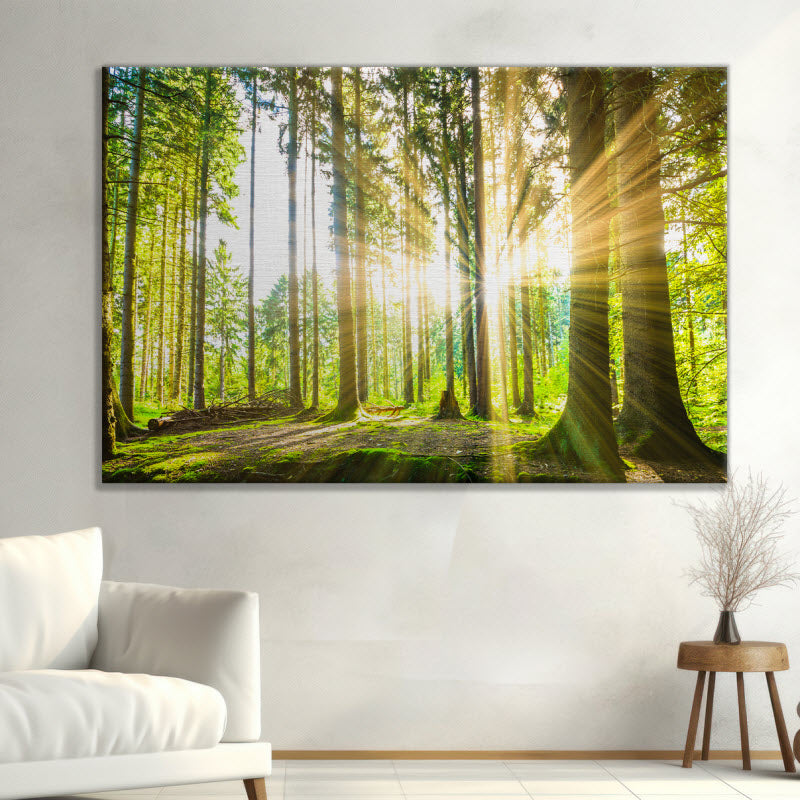 Leinwand mit Motiv: Sonne strahlt durch den Wald