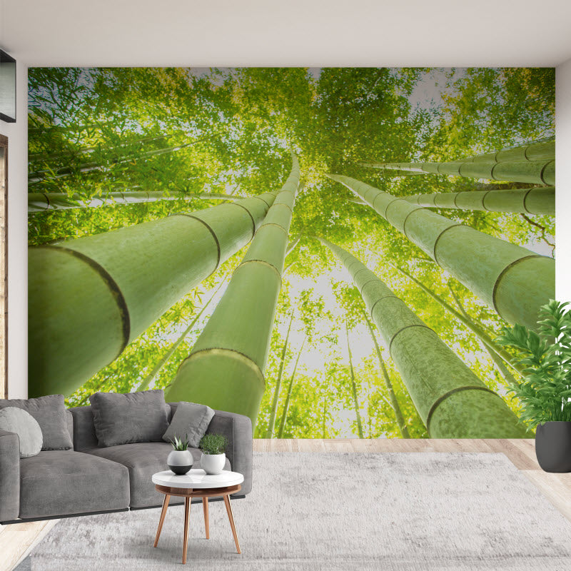Tapete mit Motiv: Bambus