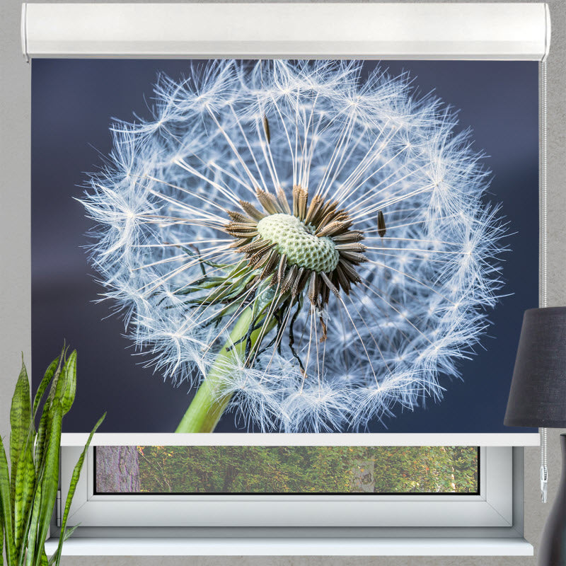 Kassettenrollo mit Motiv: Pusteblume V2