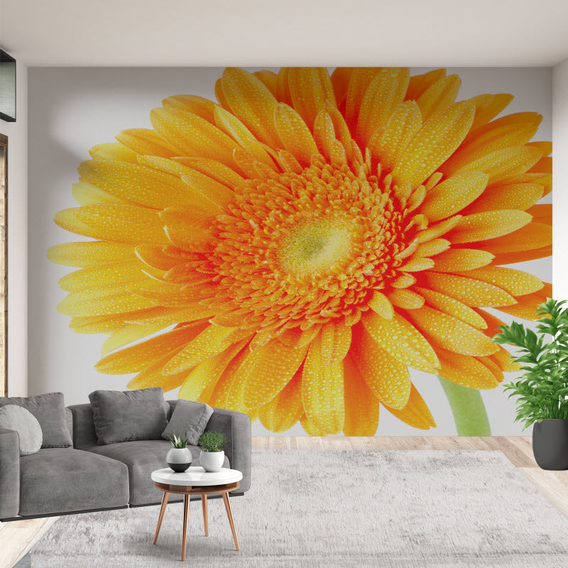 Tapete mit Motiv: Orangene Gerbera