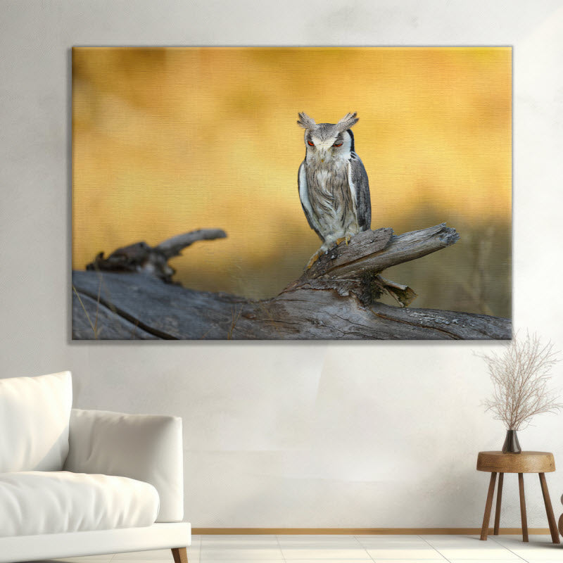 Leinwand mit Motiv: Die Eule