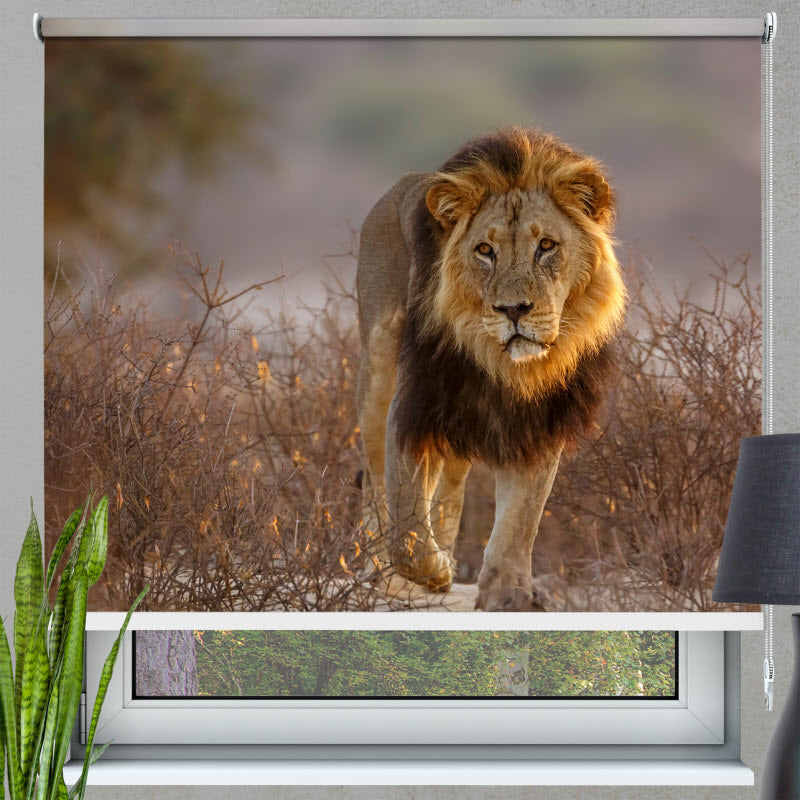 Rollo mit Motiv: Löwe