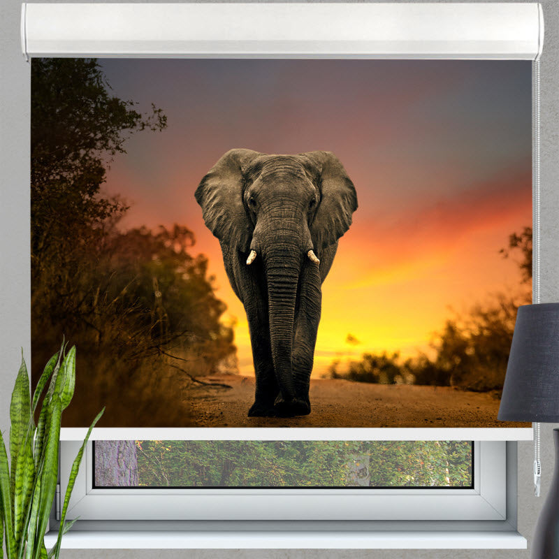 Kassettenrollo mit Motiv: Elefant Sonnenuntergang