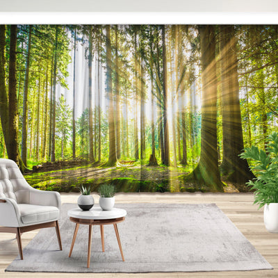 Fotovorhang: Sonne strahlt durch den Wald