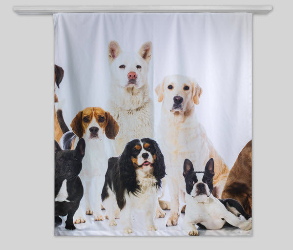 Fotovorhang mit Hunde Motiv 100 cm